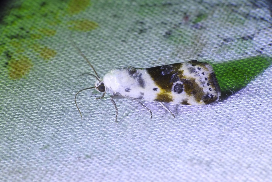 Ponometia candefacta - parlagfűbagoly