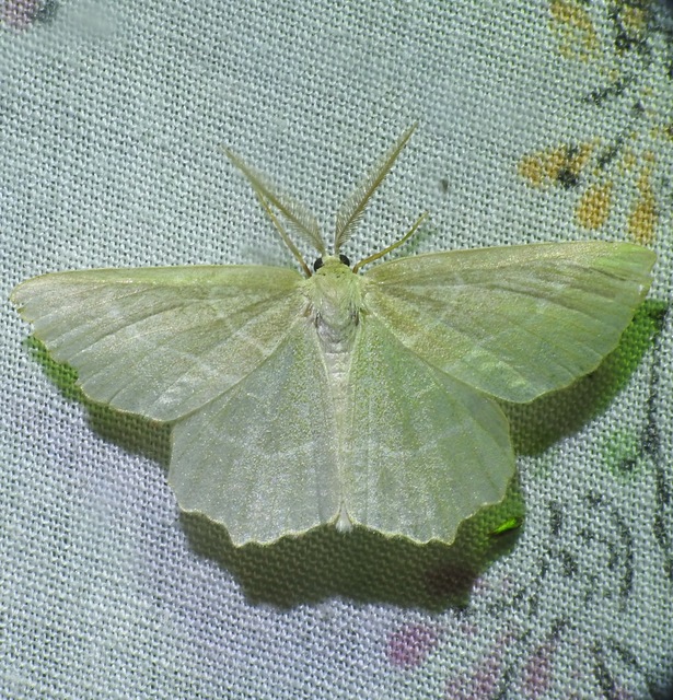 Thalera fimbrialis - csipkésszélű zöldaraszoló