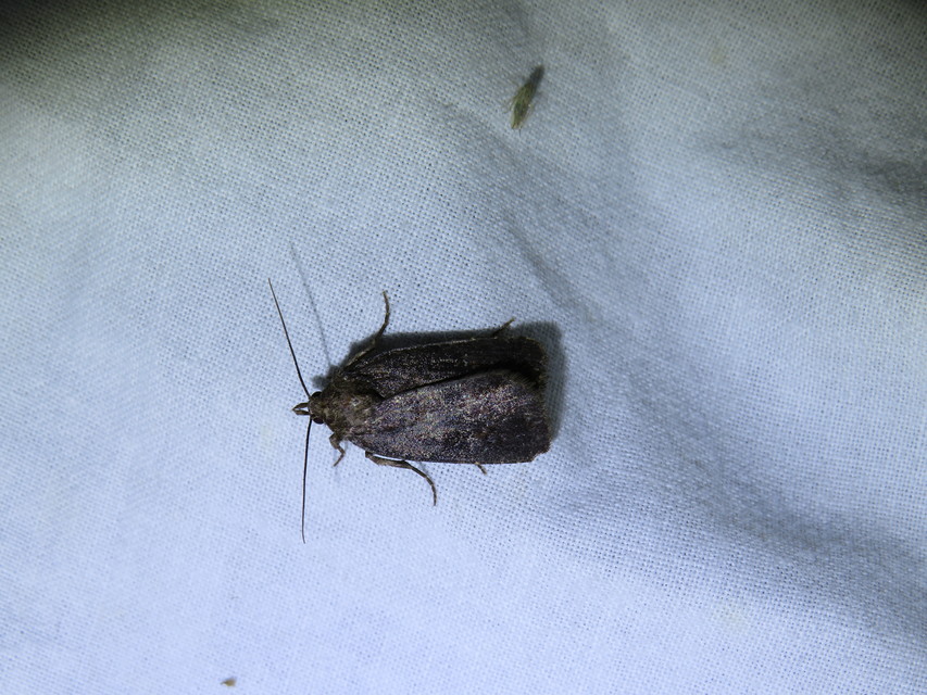 Amphipyra livida - zsírfényű bagoly