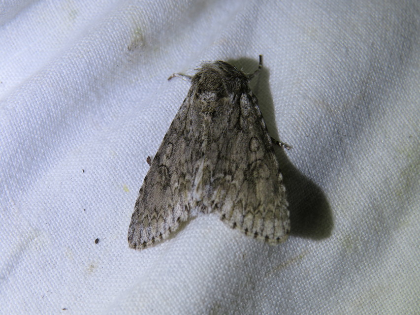 Acronicta aceris - vadgesztenye-szigonyosbagoly