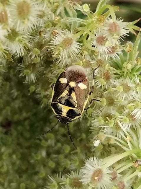 Eurydema oleracea - paréjpoloska Eurydema oleracea - paréjpoloska