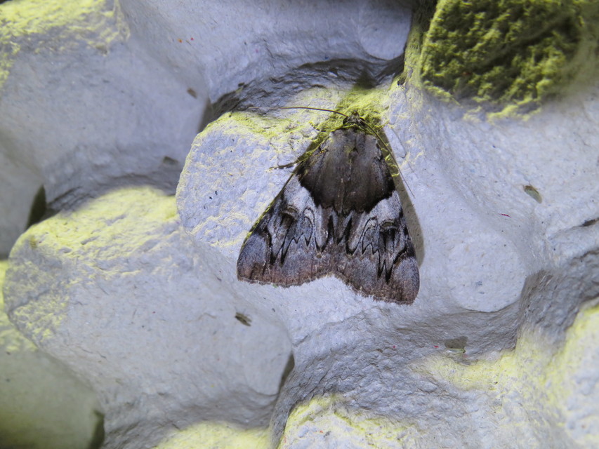 Catocala fulminea - galagonya-övesbagoly