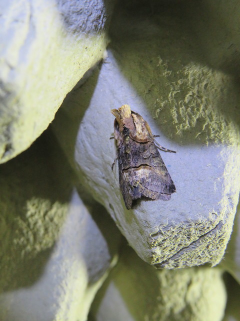 Abrostola asclepiadis - barnaövű csalánbagoly