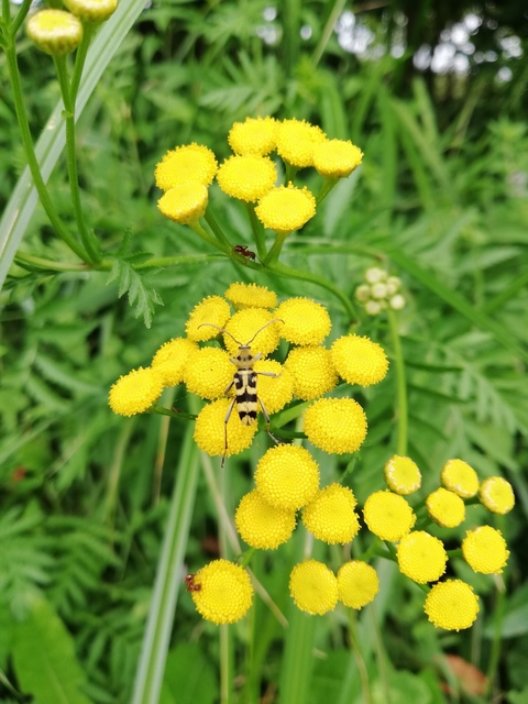 Chlorophorus varius - díszes darázscincér
