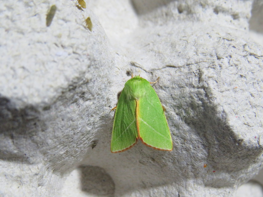 Pseudoips prasinana - bükkfa-zöldbagoly