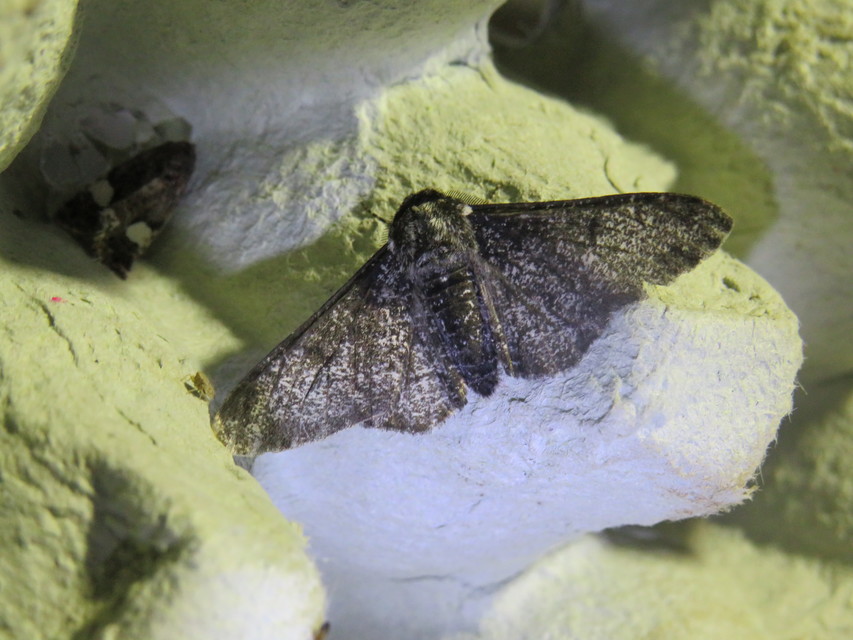 Biston betularia - szürkepettyes araszoló