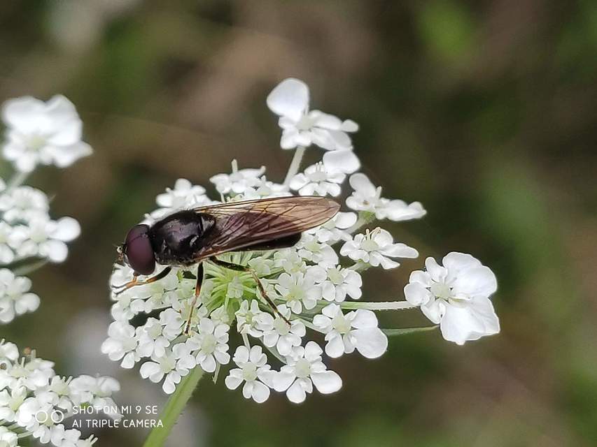 Cheilosia
