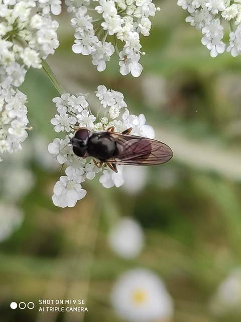 Cheilosia
