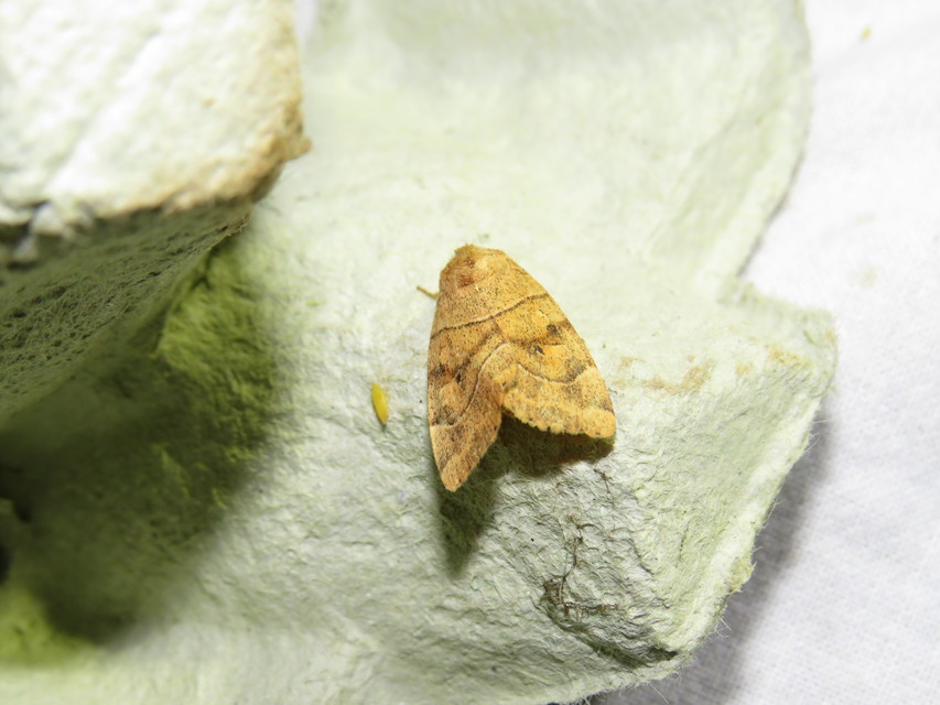 Cosmia trapezina - közönséges lombbagoly