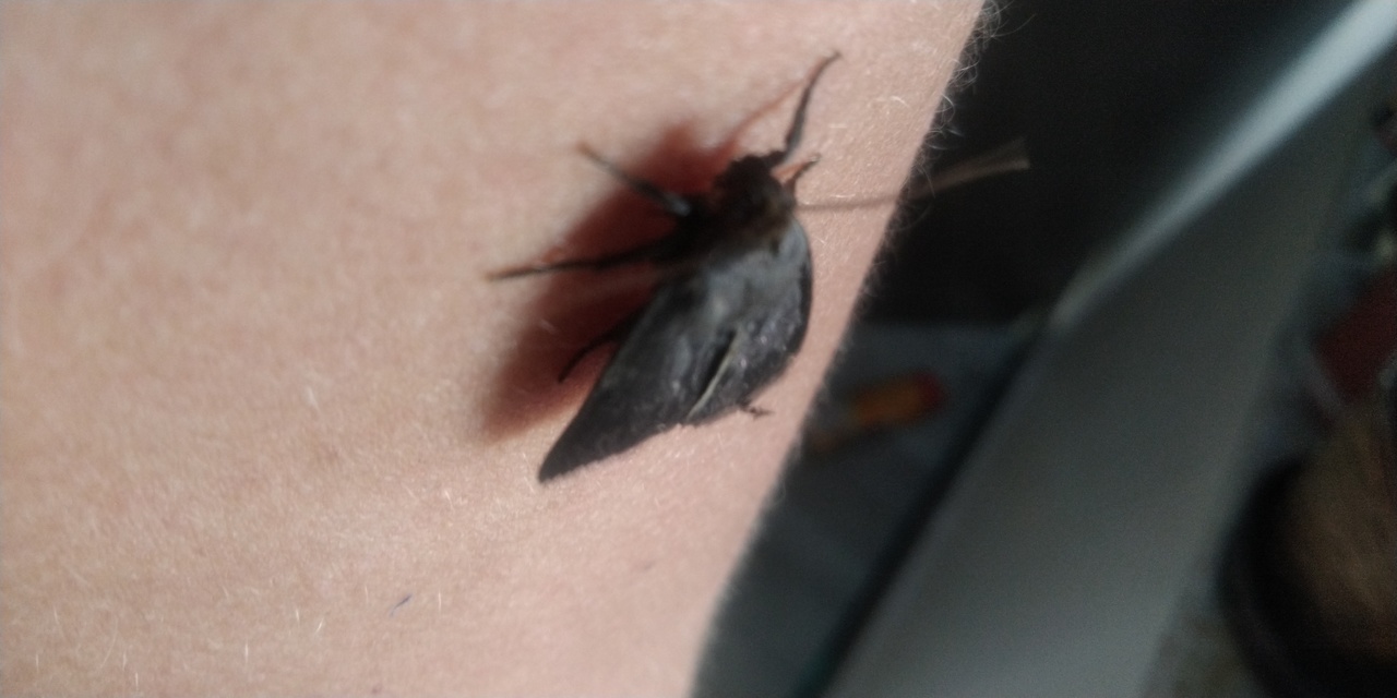 Amphipyra livida - zsírfényű bagoly