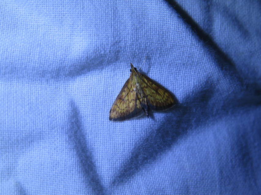 Ecpyrrhorrhoe rubiginalis - rozsdavörös tűzmoly