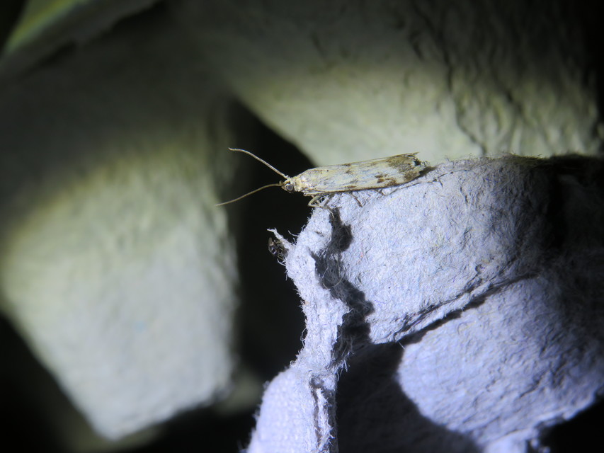 Homoeosoma sinuella - agyagsárga karcsúmoly