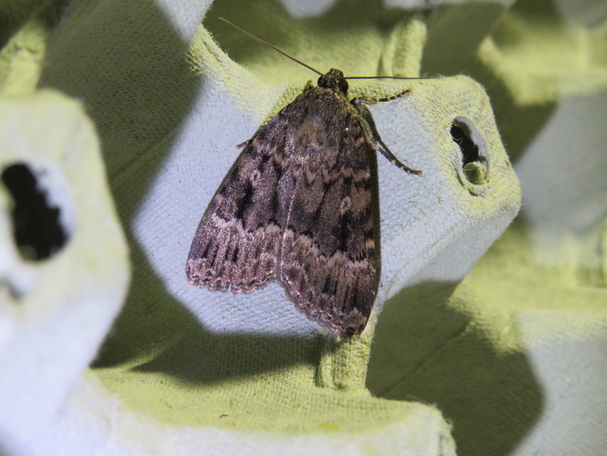 Amphipyra berbera/pyramidea