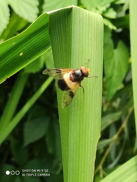 Volucella pellucens - üvegpotrohú pihelégy