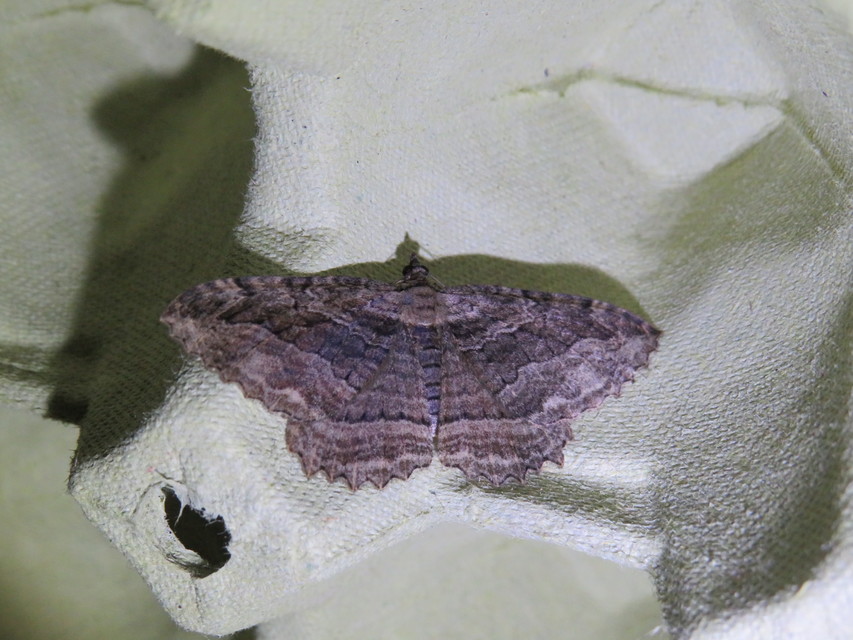Philereme transversata - varjútövis-araszoló
