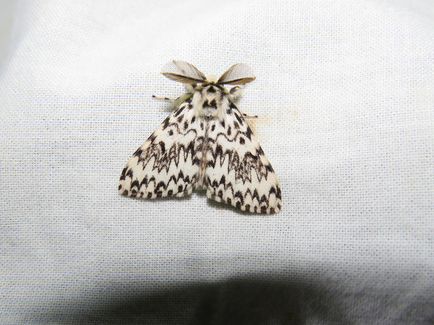 Lymantria monacha - apácalepke