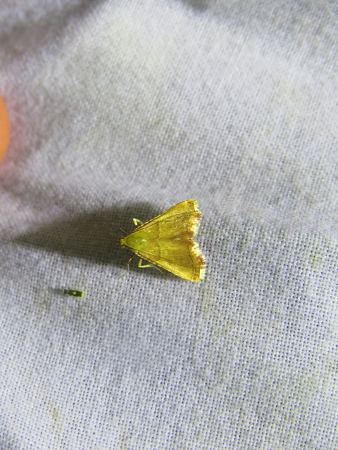 Endotricha flammealis - tüzesszárnyú fényilonca