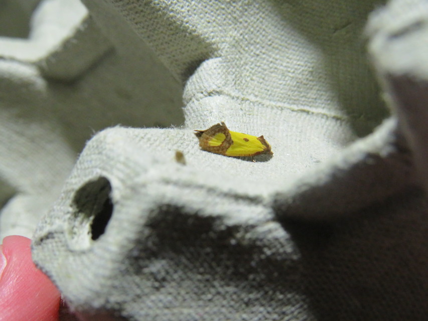 Agapeta zoegana - barnacsíkos sárgamoly