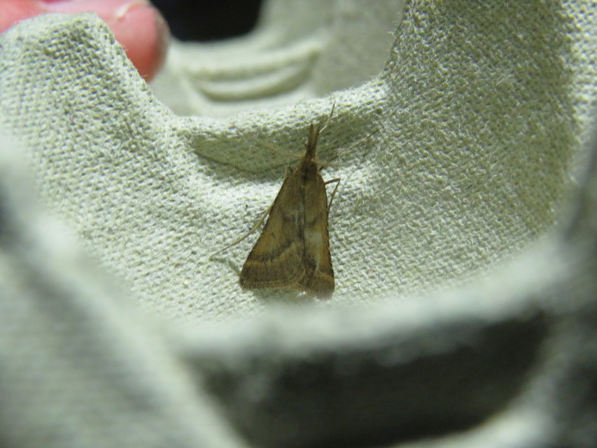 Synaphe punctalis - hosszúlábú fényilonca
