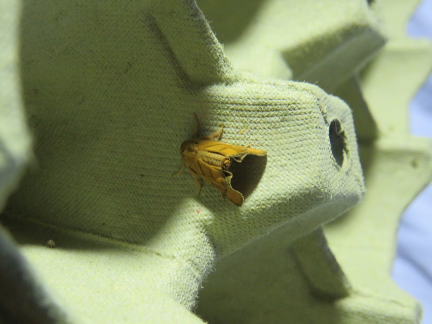 Apoda limacodes - kagylólepke