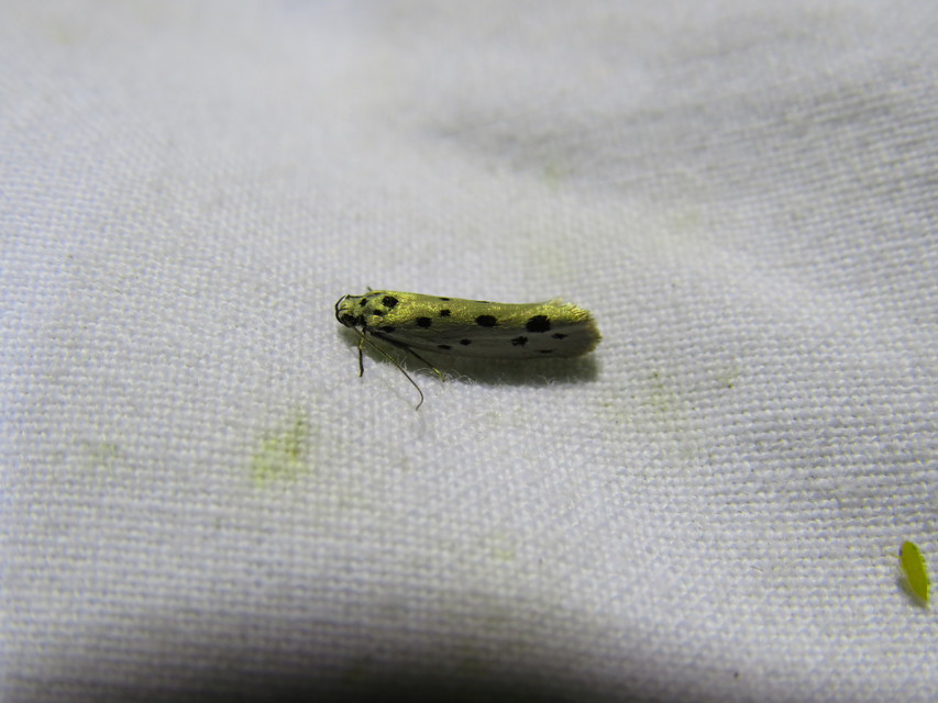 Ethmia dodecea - tízpettyes feketemoly