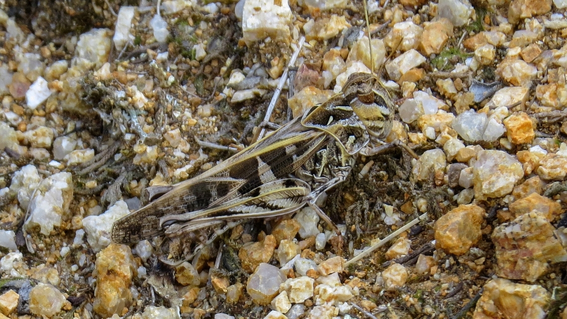 Oedaleus decorus - szalagos sáska