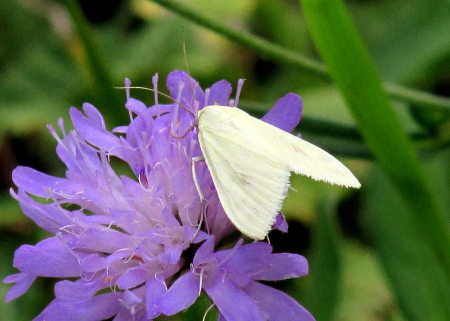 Sitochroa palealis - kénszárnyú dudvamoly