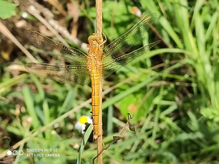 Orthetrum coerulescens - karcsú pásztorszitakötő