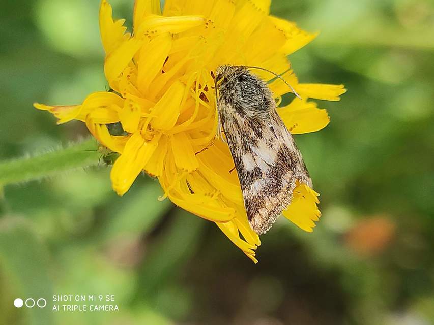 Schinia cardui - keserűgyökér-nappalibagoly