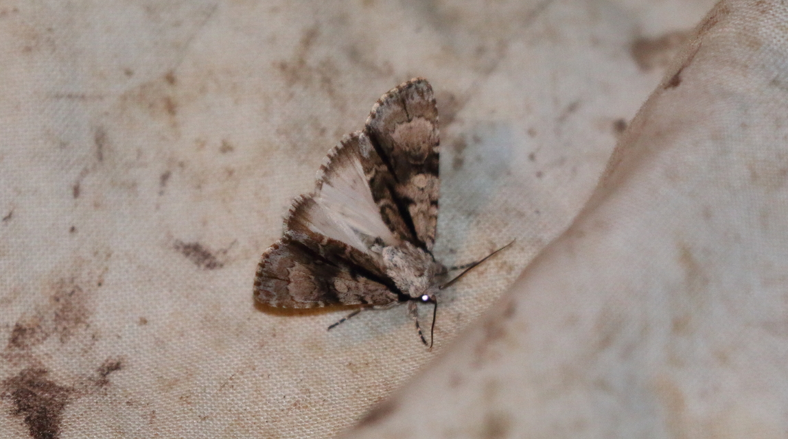 Acronicta alni - éger-szigonyosbagoly