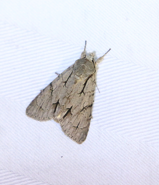 Acronicta cuspis/tridens/psi