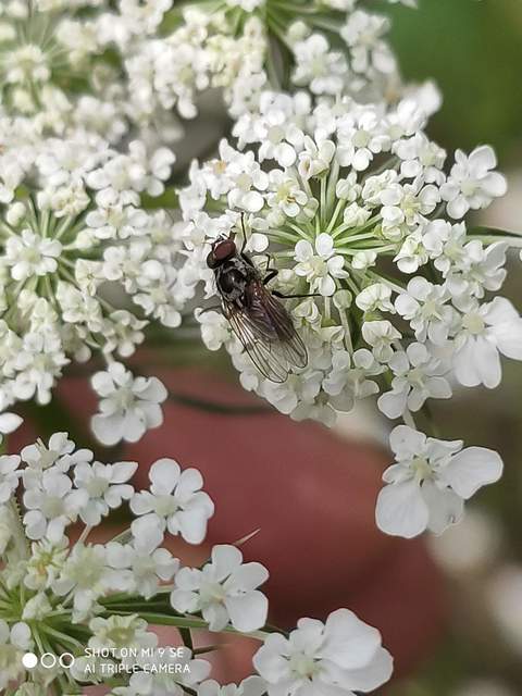 Anthomyia