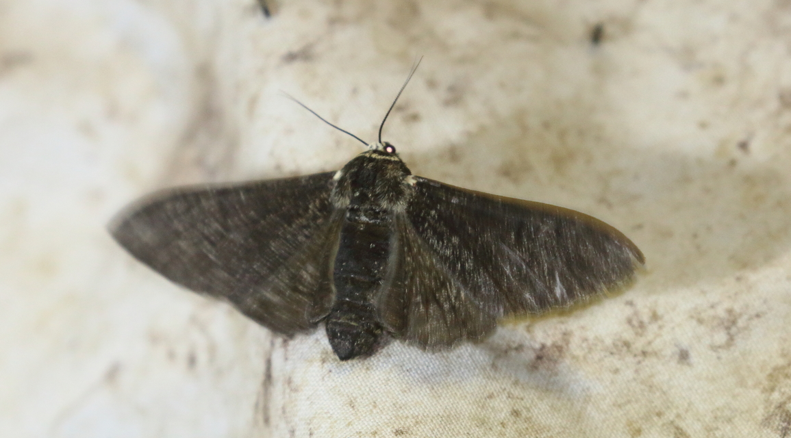 Biston betularia - szürkepettyes araszoló