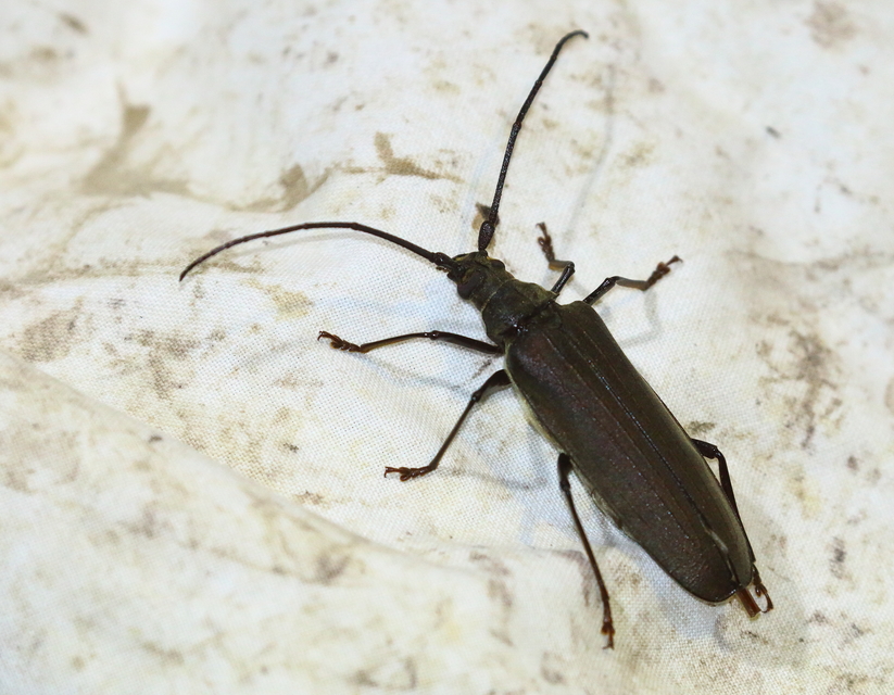 Aegosoma scabricorne - diófacincér