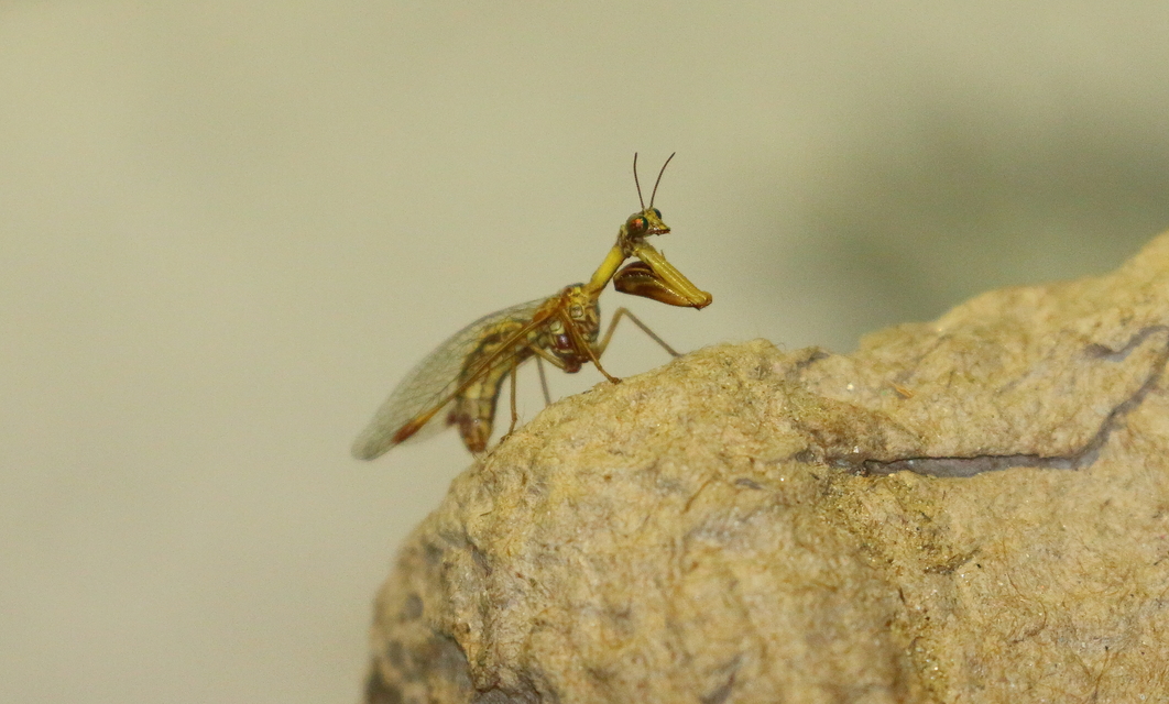 Mantispa styriaca - kétszínű fogólábú-fátyolka