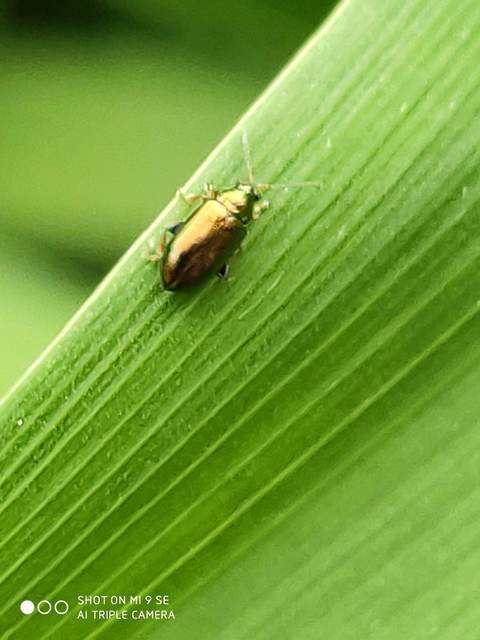 Crepidodera