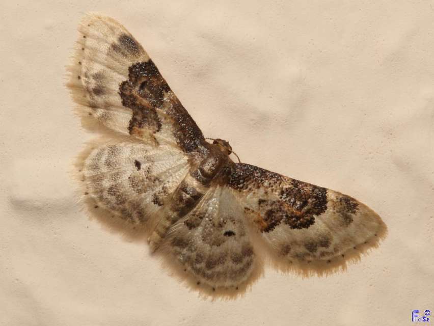 Idaea rusticata - tarka apróaraszoló