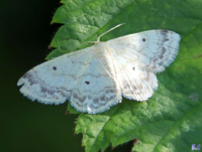 Idaea biselata - mocsári sávosaraszoló