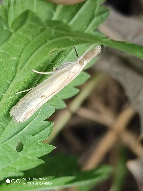 Agriphila inquinatella - közönséges fűgyökérmoly