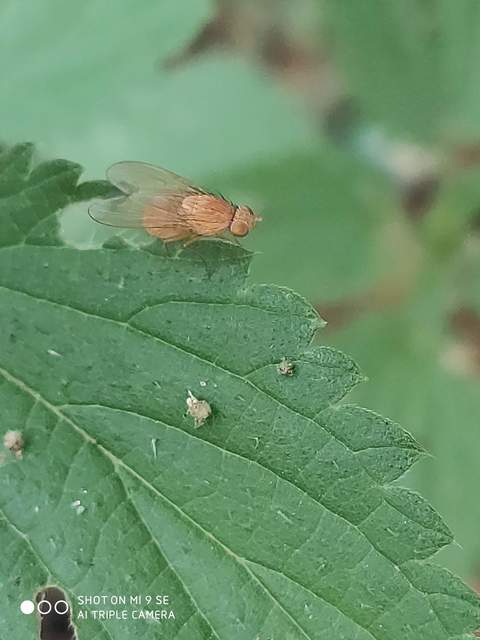 Lauxaniidae - pudvalegyek