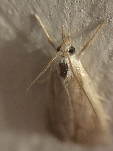 Calamotropha paludella - barna nádlevélmoly
