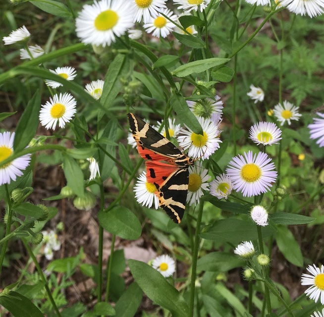 Euplagia quadripunctaria - csíkos medvelepke