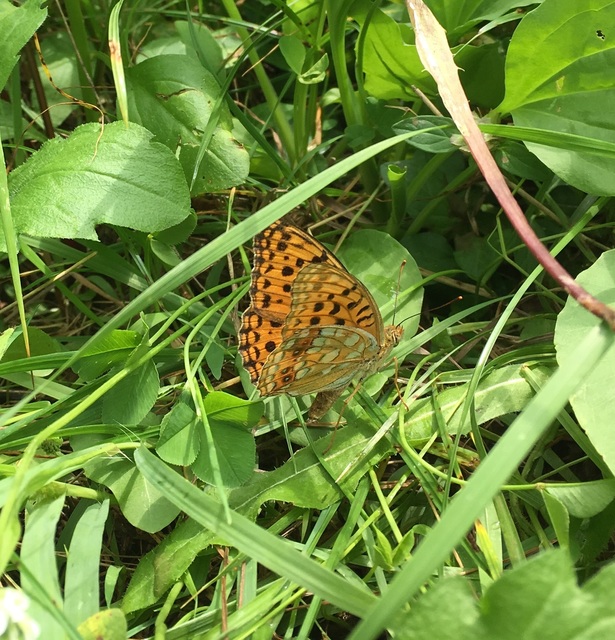 Argynnis adippe - ezüstös gyöngyházlepke