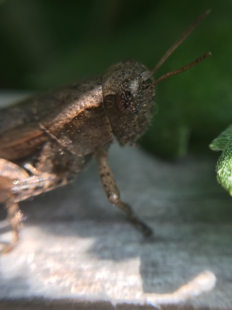 Pezotettix giornae - kis hegyisáska