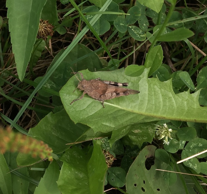 Oedipoda caerulescens - kékszárnyú sáska