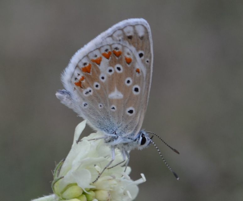 Polyommatus dorylas - fénylő boglárka