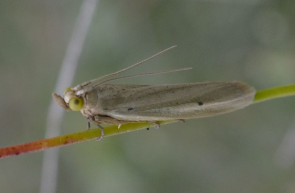 Selagia argyrella - ezüstös karcsúmoly