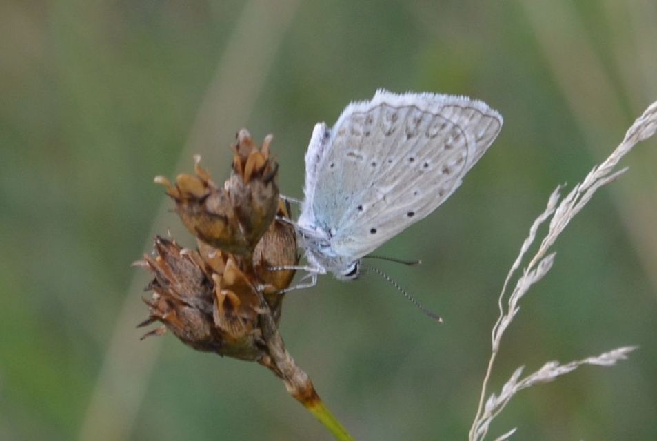 Polyommatus daphnis - csipkés boglárka