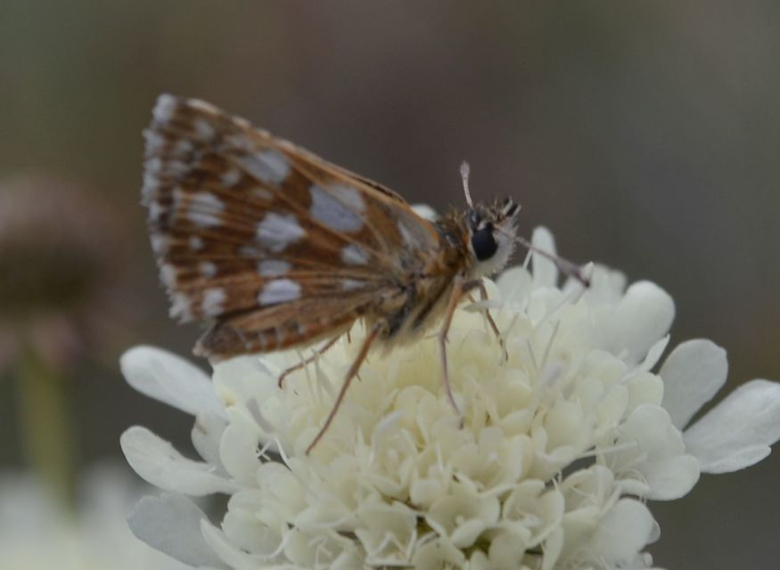 Spialia orbifer - törpe busalepke