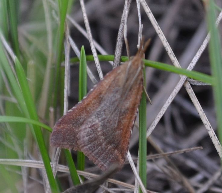 Synaphe punctalis - hosszúlábú fényilonca